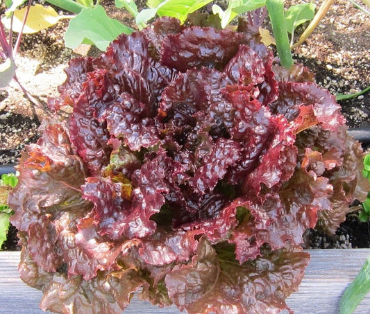 Ruby Leaf Lettuce Seeds, Deep Red, NON-GMO, Summer Salad Variety, Lactuca sativa