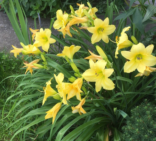 Daylily Root - EZ Growing Perennial, Low Maintenance, Hemerocallis Varieties