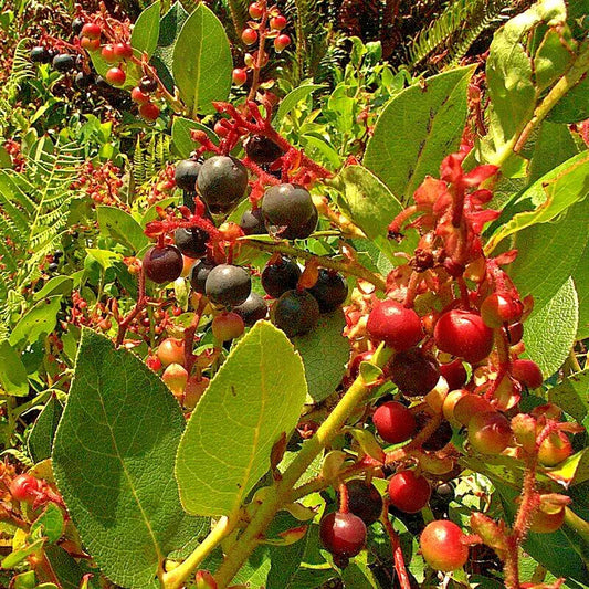 Salal Seeds 1001 Count, Shalon Variety, Gaultheria, Hardy Evergreen Shrub, Edible Berries, Bulk Pack