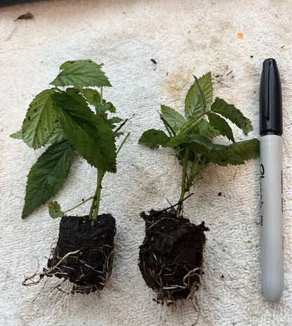 Boysenberry Plant – Rubus Hybrid Live Bare Root Vine | Easy-to-Grow Starter for Patio, Garden, or Orchard | Sweet Juicy Berries