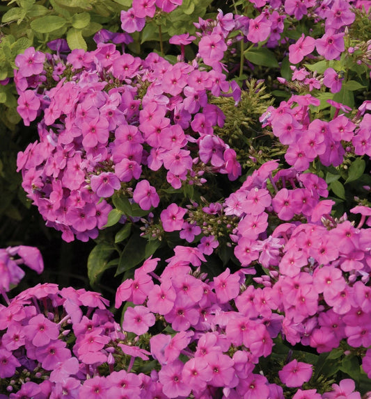 Creeping Phlox Live Plants Set of 2, Lavender Color, Phlox subulata, Ground Cover Starter Plants for Gardens