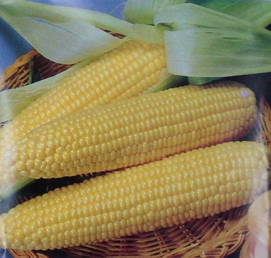 Iochief Yellow Corn Seeds 25 Count - Non-GMO Heirloom Sweet Vegetable Garden (Zea mays)