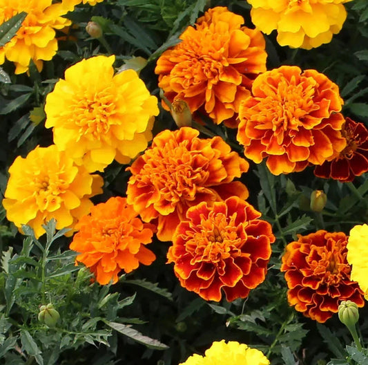 Petite French Marigold Seeds - Dwarf Tagetes Patula Mixed - Ideal for 2025 Planting, Colorful Garden Flowers