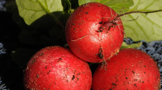 Saxa 2 Radish Seeds - 500+ Count - Fast-Growing Garden Variety - Raphanus sativus