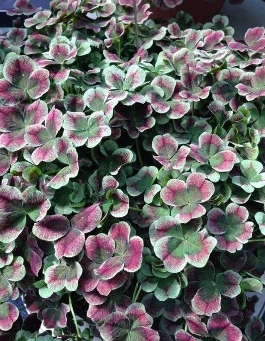 Coco Mint Clover Live Starter Plant - Bare Root Groundcover - Trifolium 4 Luck - Hardy Perennial Clover Plant