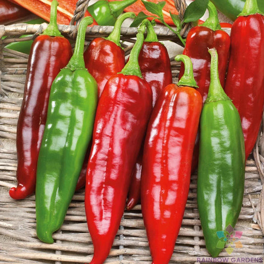 Big Jim Hot Pepper Seeds - 25+ Count - Ideal for Garden Planting - Capsicum annuum - USA Grown