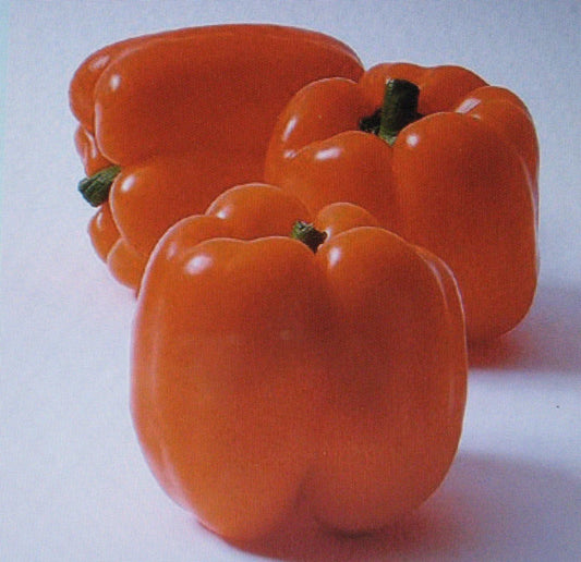 Sweet Horizon Pepper Seeds - Orange Variety - Colorful 25 Seeds - Capsicum annuum