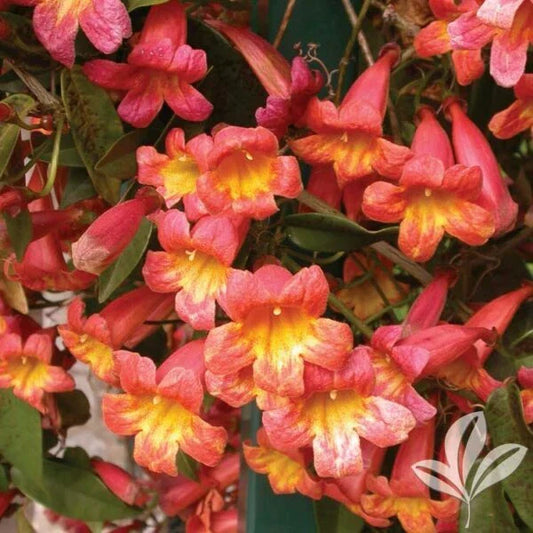 Bignonia "Tangerine Beauty" Crossvine Starter Plant - Attracts Butterflies - Beautiful Orange Blooms - Rooted Plant