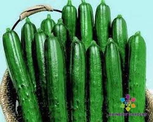 Summer Dance Cucumber Seeds - 25+ Pack for Garden Planting - Cucumis sativus - USA Grown, Non-GMO, Free Shipping