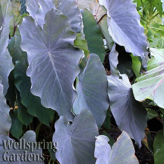 Black Ruffles Elephant Ear - Live Plant - Colocasia esculenta - Tropical Foliage - Unique Dark Leaves