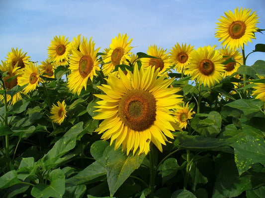 Sunflower Seeds, 30 Count, Mammoth Grey Stripe, Helianthus annuus, Giant Flowering Seeds for Garden