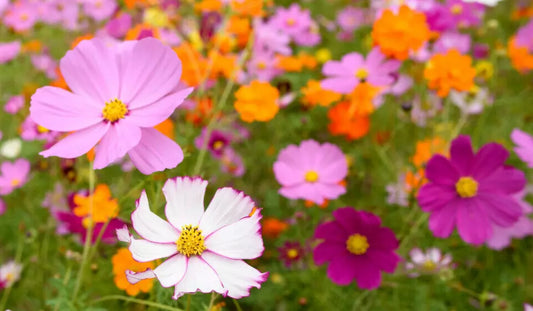 Cosmos Mix Seeds 100 Count - Yellow, Orange, Double, Seashell, Purple, White, Pink - Cosmos bipinnatus