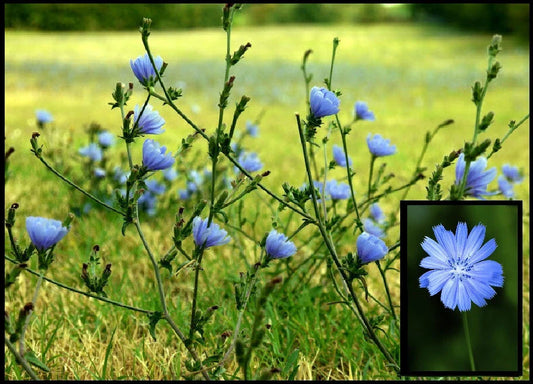 Wild Chicory Bare Root Plant - 2 Pack - Butterflies, Prairie Flowers - Cichorium intybus