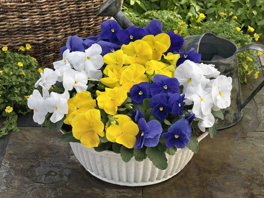 Pansy Seeds - 50 Count Majestic Giant Clear Mix - Viola x wittrockiana Flower Seeds