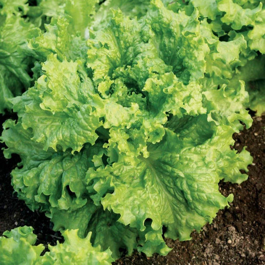 Lettuce Seeds 5000 Count Grand Rapids Waldmann Green Loose Leaf (Early) - Fast Growing Variety for Home Garden