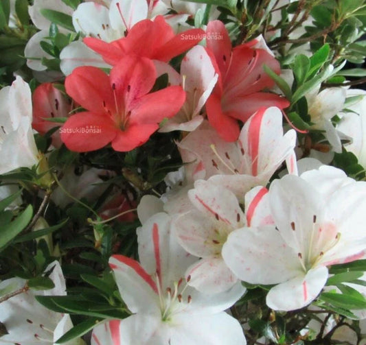 Deciduous Azalea Starter Plant - White & Peach Striped - Rhododendron