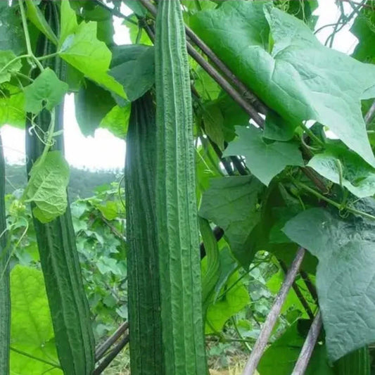 Ridged Sponge Gourd Seeds - 20pcs Angled Luffa Heirloom Vegetable Seeds for Home Gardening