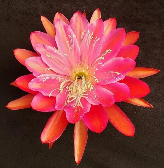 Epiphyllum Cuttings Collection - 20 Unrooted Cuttings - Perfect for Propagation - Epiphyllum spp.