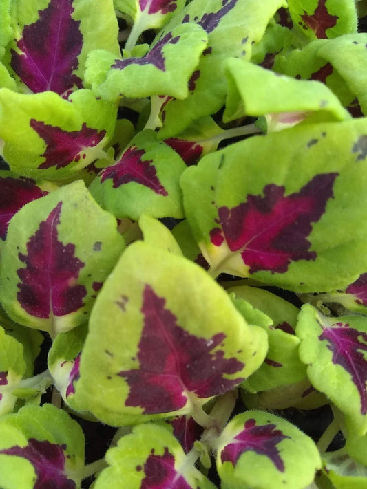 Coleus Plants Plugs, 10 Baby Plants, Premium Shade Kong Jr. Rose, Heart-Shaped Leaves, Heat Tolerant, Coleus blumei