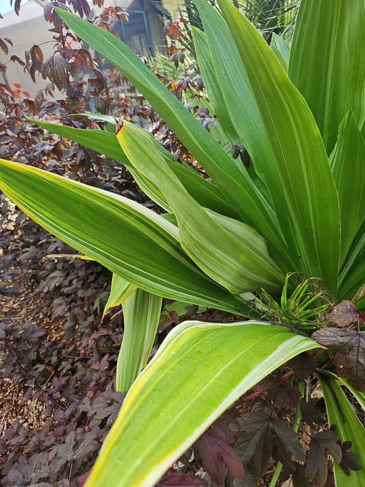 Crinum Lily Bulb, Giant White Spider Lily, Variegated, C. Asiaticum, 1 Seed Bulb
