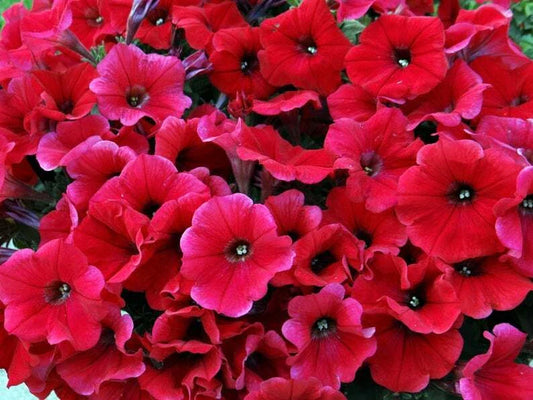 Petunia Seeds - 50 Bright Red Seeds for Containers, Hanging Baskets, Windows - Petunia x hybrida