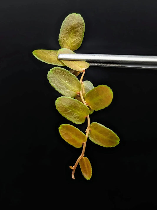 Marcgravia sp. Brown Peru Cutting | 10-Leaf Terrarium Plant | Exotic Indoor Greenery
