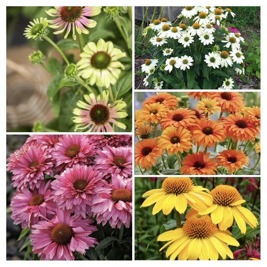 Echinacea 'Color Your World' Combo Live Perennial Plants, 5 Plugs, Varieties: Sombrero Lemon Yellow, Prairie Blaze, SunSeekers Fuchsia, Pow Wow White, Mineola
