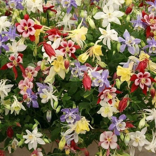 Wildflower Mix Seeds 1000+ Count - Shade Tolerant Perennials - Non-GMO Heirloom