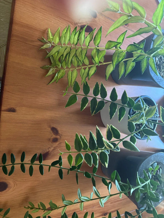 Hoya Plant Bundle - Hoya Bella Variegated & Hoya Engleriana - Indoor Houseplants for Home Decor - Easy Care Plants