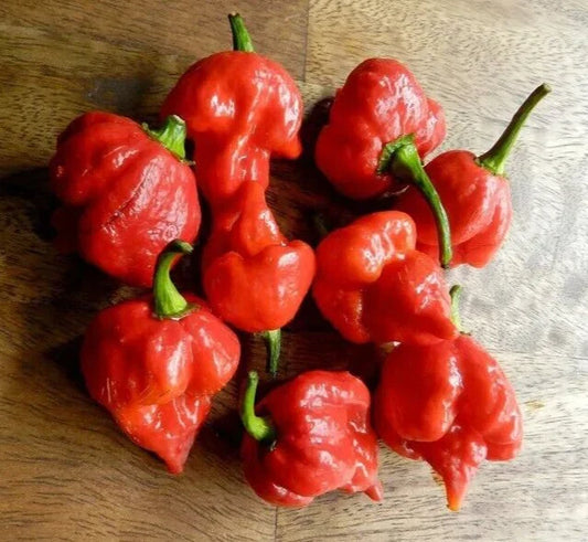 Super-Hot Scorpion Butch T Red Pepper Seeds - 20 Premium Seeds - Capsicum chinense