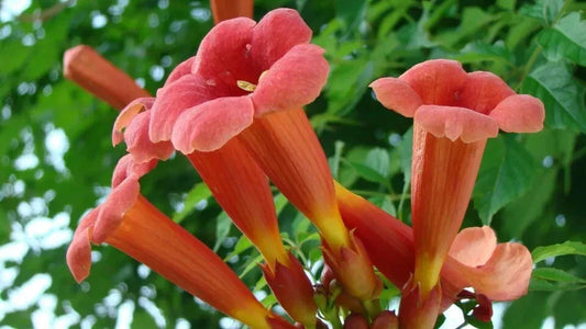 Red Trumpet Creeper Seeds, 50 Count, Hummingbird Vine, Campsis radicans, Perennial Flower Seeds, USA 2024