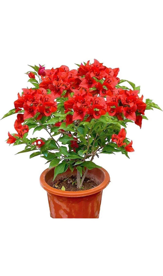 Jamaican Red Bougainvillea Starter Plant - Small Well Rooted - Rare Tropical Plant (Bougainvillea glabra)