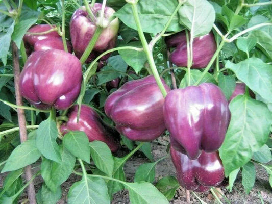 Purple Beauty Bell Pepper Seeds - 30+ Sweet Capsicum Annuum Vegetable - Non-GMO, USA. Free Shipping Available