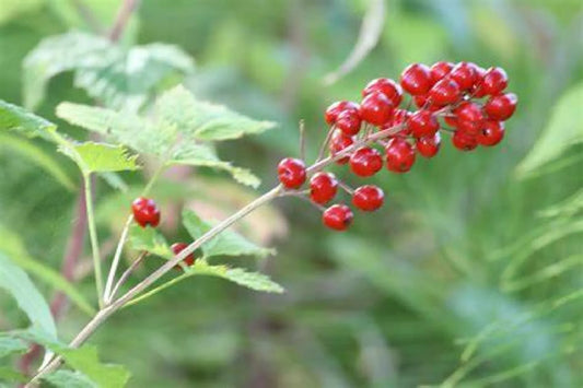 Red Baneberry Seeds - Pre-Stratified 20 Seeds - Actaea rubra - Easy to Grow Perennial Plant
