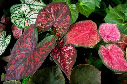 Caladium Bulbs, Fancy Mix, Mixed Color, Easy to Grow, Perennial, Caladium hortulanum