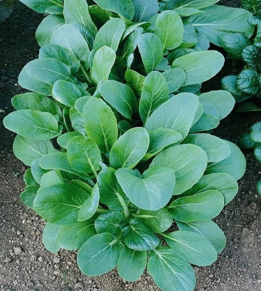 Tatsoi Black Night Seeds - 1 Oz Asian Mustard Microgreens, High Vitamin, Brassica rapa subsp. nipposinica