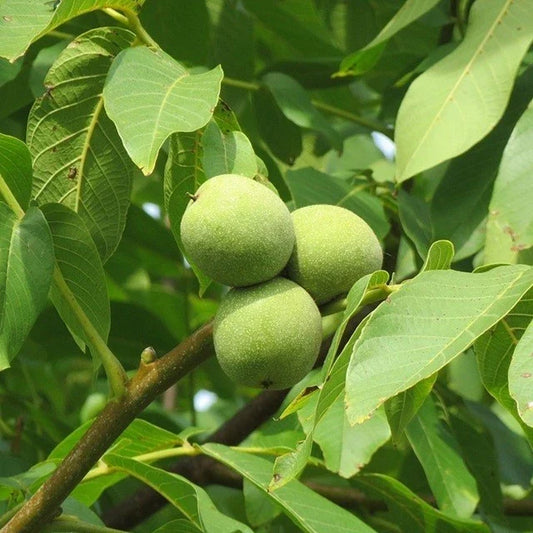 Live Black Walnut Tree 10"-40" Well Rooted Plant Juglans nigra