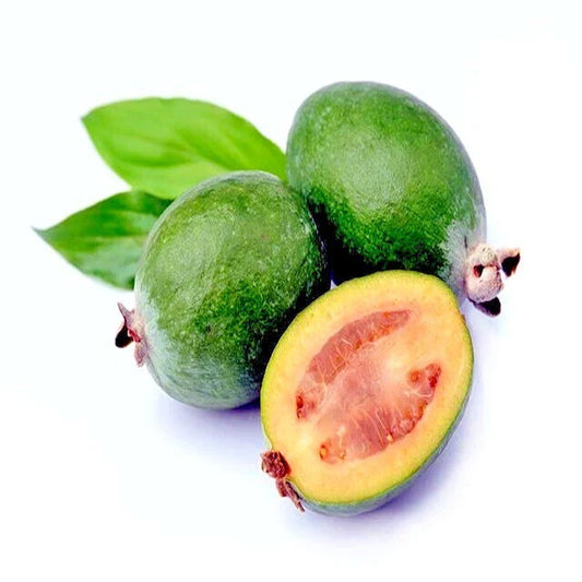 Pineapple Guava Tree Seeds, 20 Pack, Brazilian Fig Guava, Tropical Fruit Plant, Acca sellowiana