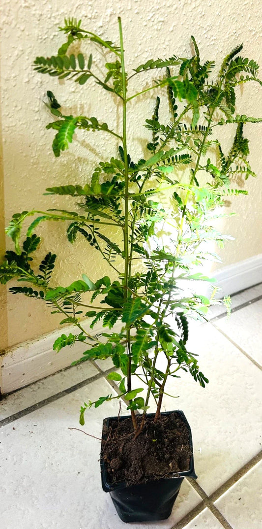 Organic Stone Breaker Plants 14" - Phyllanthus niruri Chanca Piedra - 2 Pack - Medicinal Herb for Kidneys