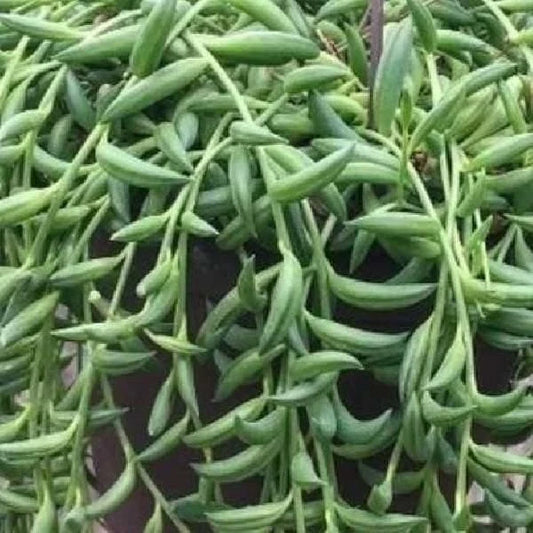 String of Bananas Succulent Plant, Live Senecio Radicans, Indoor Houseplant, Easy Care, Trailing Greenery, Buy 2 Get 1 Free