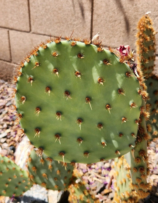 Live Cactus Pad Cutting - Opuntia Aciculata Chenille Prickly Pear - Succulent Plant Cutting for Indoor & Outdoor Gardening