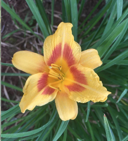 Daylily Plants - 4 Plump Red Eye Stella de Oro - Hemerocallis 'Stella de Oro' Bare Root