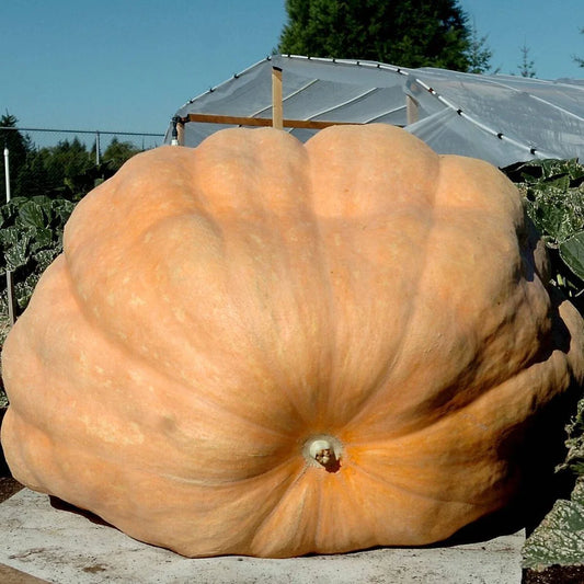 Dill's Atlantic Giant Pumpkin Seeds - 5 Heirloom Non-GMO Seeds for Giant Pumpkins - Cucurbita maxima