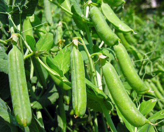 Super Sugar Snap Pea Seeds - 20+ Heirloom Green Sweet Pea Seeds for Garden Planting - USA Grown