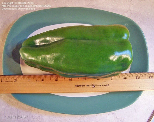Big Bertha Sweet Pepper Seeds - 10+ Non-GMO Heirloom Seeds - Fresh Capsicum annuum