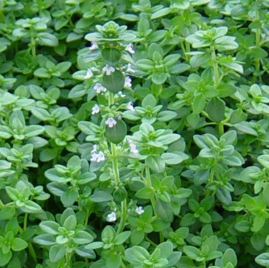 Common Thyme Seeds 1000+ Herb Groundcover Perennial, German Winter Variety, Free Shipping, Thymus vulgaris