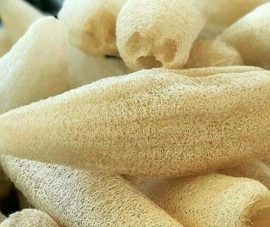 Luffa Gourd Seeds 10+ Pack for Garden Loofah Sponge Gourd Dishcloth (Luffa aegyptiaca) - Free Shipping