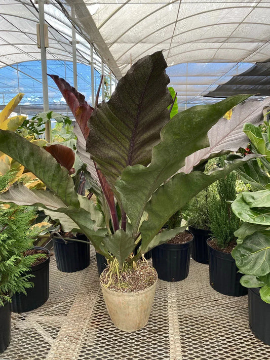Anthurium Starter Plant - Small Well-Rooted Big Red Bird - Anthurium sect. Pachyneurium