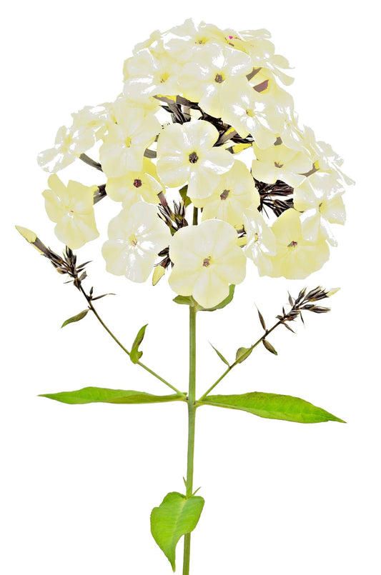 Phlox Flower Seeds, 200+ Count, Yellow, Easy to Grow Annual/Perennial Ground Cover, Phlox spp.