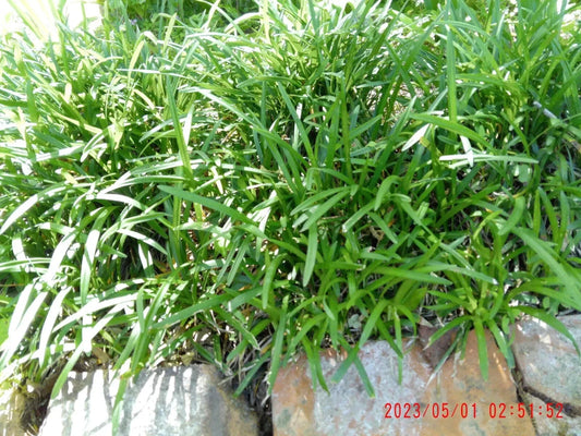Monkey Grass Plants - 25 Pcs Bare Root Liriope Muscari - Ground Cover Perennial for Garden Landscaping